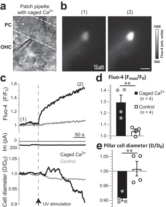 https://cdn.ncbi.nlm.nih.gov/pmc/blobs/a918/10313773/adee6f3f367c/41467_2023_39589_Fig7_HTML.jpg
