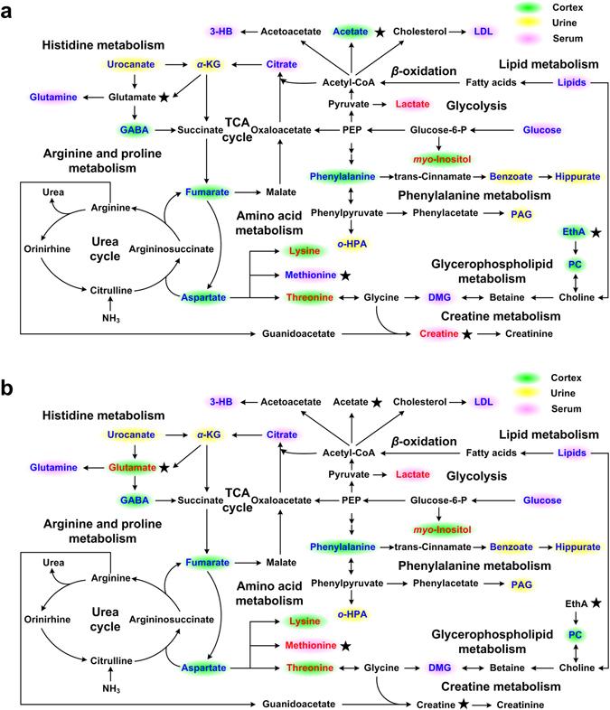 https://cdn.ncbi.nlm.nih.gov/pmc/blobs/a918/5533752/a7cadcad074d/41598_2017_7306_Fig8_HTML.jpg