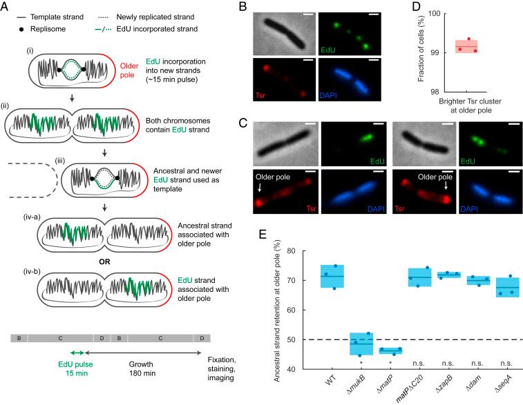 https://cdn.ncbi.nlm.nih.gov/pmc/blobs/a918/8379921/0ef2ecab6bdc/pnas.2022078118fig04.jpg