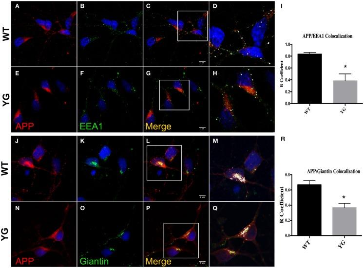 https://cdn.ncbi.nlm.nih.gov/pmc/blobs/a91e/4388009/1e8d234b18e6/fncel-09-00109-g002.jpg