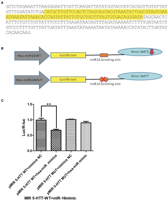 https://cdn.ncbi.nlm.nih.gov/pmc/blobs/a91e/5524920/b4754e8bf115/fnins-11-00428-g0003.jpg