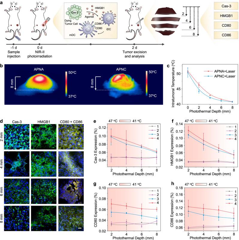 https://cdn.ncbi.nlm.nih.gov/pmc/blobs/a922/7854754/79d2ba75532a/41467_2021_21047_Fig6_HTML.jpg