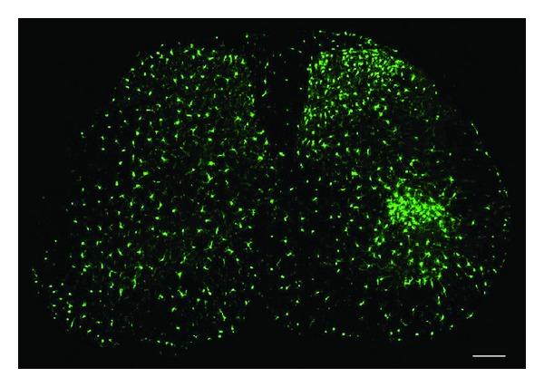 https://cdn.ncbi.nlm.nih.gov/pmc/blobs/a92d/3759269/ad064bd04f34/NP2013-753656.001.jpg