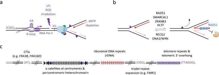 https://cdn.ncbi.nlm.nih.gov/pmc/blobs/a934/10904543/765115d5b2c6/412_2023_807_Fig3_HTML.jpg