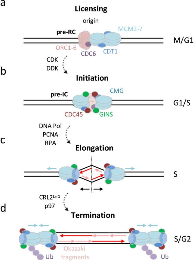 https://cdn.ncbi.nlm.nih.gov/pmc/blobs/a934/10904543/81aec817b33c/412_2023_807_Fig2_HTML.jpg