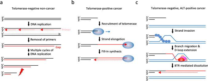 https://cdn.ncbi.nlm.nih.gov/pmc/blobs/a934/10904543/f98027749b80/412_2023_807_Fig4_HTML.jpg