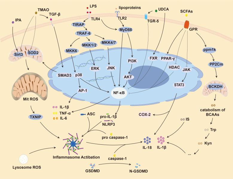 https://cdn.ncbi.nlm.nih.gov/pmc/blobs/a934/11965942/b0782c582dd3/fcimb-15-1537576-g003.jpg