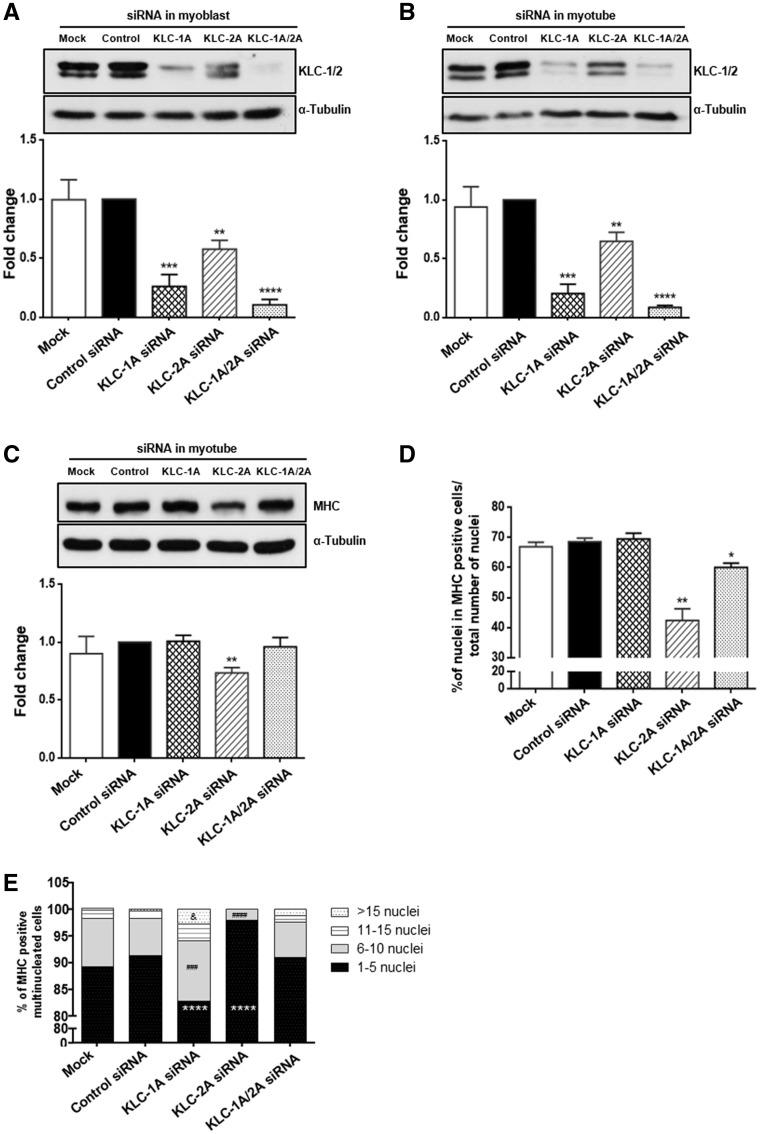https://cdn.ncbi.nlm.nih.gov/pmc/blobs/a934/5458344/b5eba1dd9cb3/ddx116f8.jpg