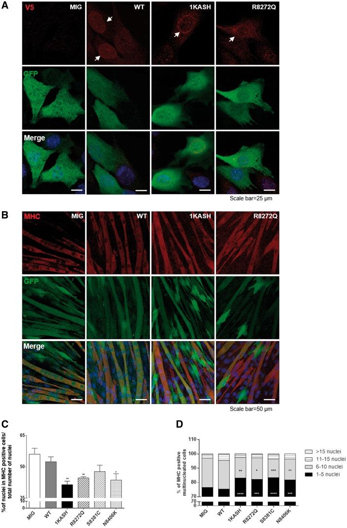https://cdn.ncbi.nlm.nih.gov/pmc/blobs/a934/5458344/dee1443cce26/ddx116f6a.jpg