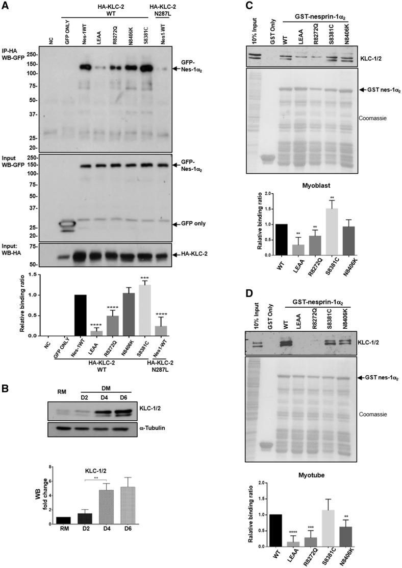 https://cdn.ncbi.nlm.nih.gov/pmc/blobs/a934/5458344/e4bcbc562176/ddx116f7.jpg