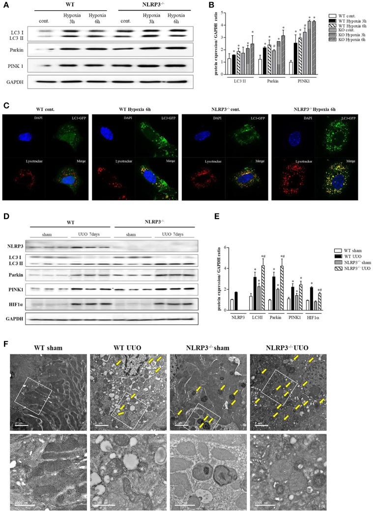https://cdn.ncbi.nlm.nih.gov/pmc/blobs/a935/6240646/0b431a91656a/fimmu-09-02563-g0007.jpg