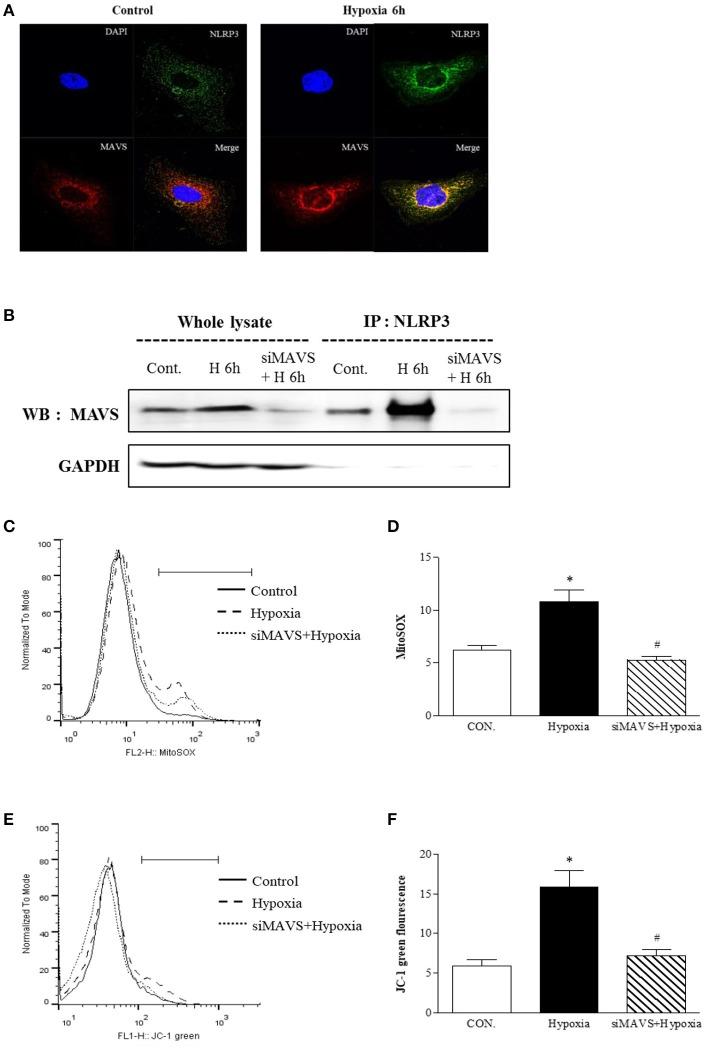 https://cdn.ncbi.nlm.nih.gov/pmc/blobs/a935/6240646/16d7fe8e7193/fimmu-09-02563-g0004.jpg
