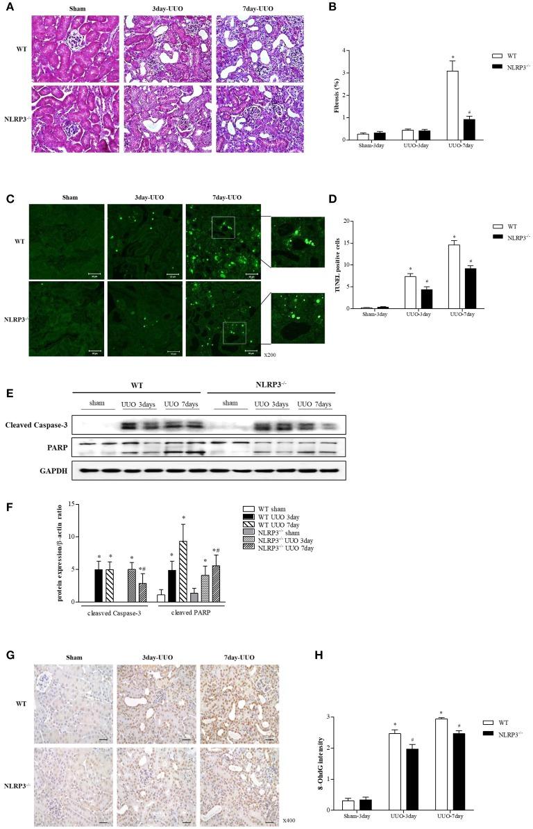 https://cdn.ncbi.nlm.nih.gov/pmc/blobs/a935/6240646/aa65e883b0ac/fimmu-09-02563-g0006.jpg