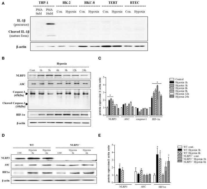 https://cdn.ncbi.nlm.nih.gov/pmc/blobs/a935/6240646/c5bb51a1cbdd/fimmu-09-02563-g0001.jpg