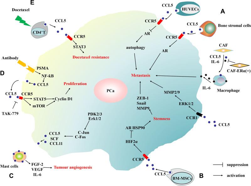 https://cdn.ncbi.nlm.nih.gov/pmc/blobs/a935/7921632/c8adbf5416da/OTT-14-1417-g0004.jpg