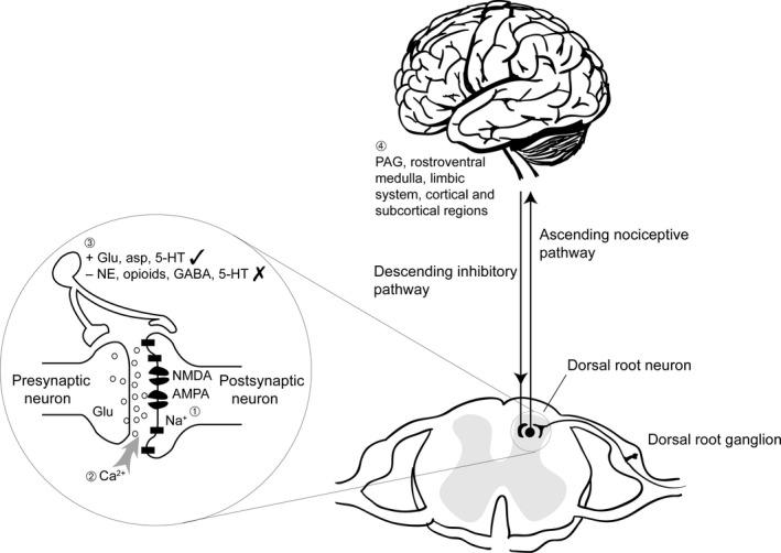 https://cdn.ncbi.nlm.nih.gov/pmc/blobs/a936/4738415/3ead814cd987/IJCP-70-31-g001.jpg