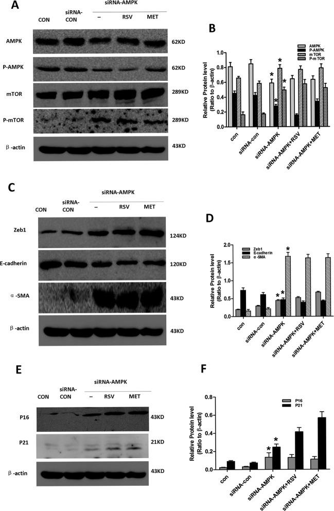 https://cdn.ncbi.nlm.nih.gov/pmc/blobs/a936/5369951/260d4b9ad289/oncotarget-08-16109-g006.jpg