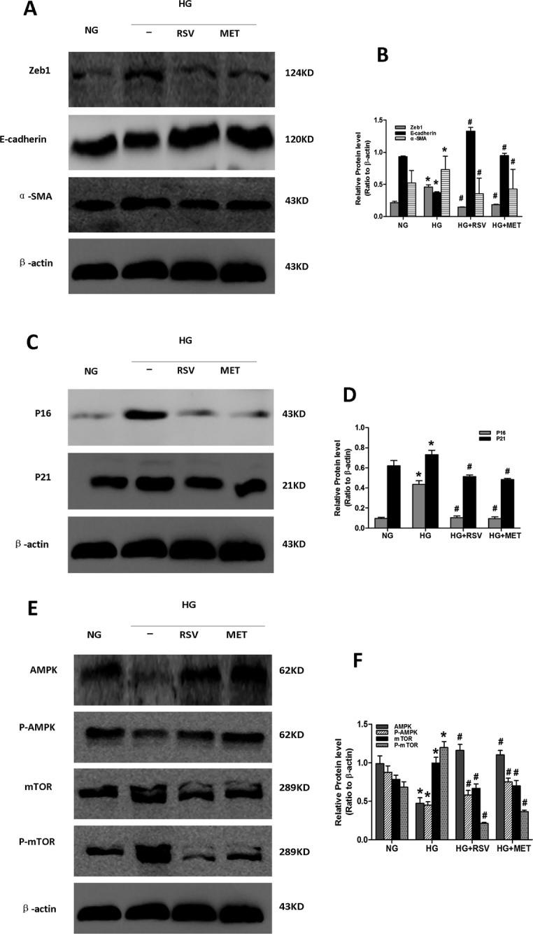 https://cdn.ncbi.nlm.nih.gov/pmc/blobs/a936/5369951/b39a179a9b25/oncotarget-08-16109-g005.jpg
