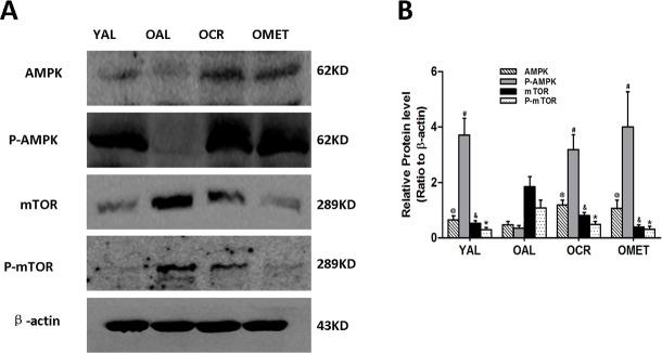 https://cdn.ncbi.nlm.nih.gov/pmc/blobs/a936/5369951/ffeec5fc5017/oncotarget-08-16109-g003.jpg