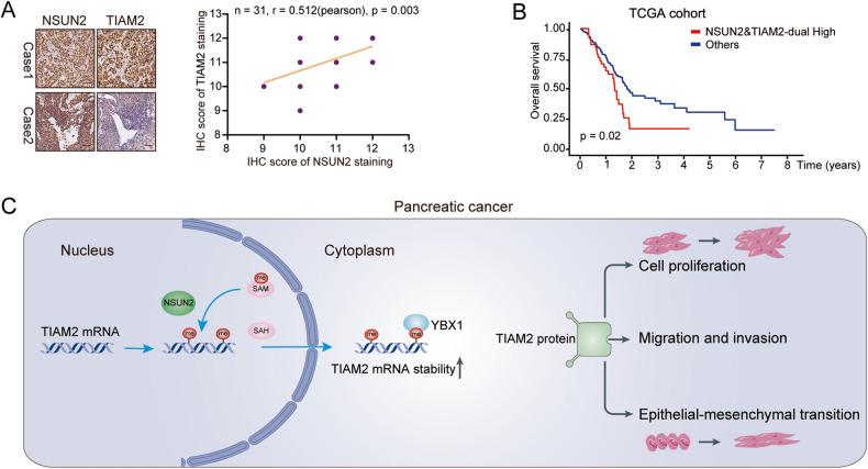 https://cdn.ncbi.nlm.nih.gov/pmc/blobs/a938/10314926/c1dea165ca84/41420_2023_1521_Fig8_HTML.jpg