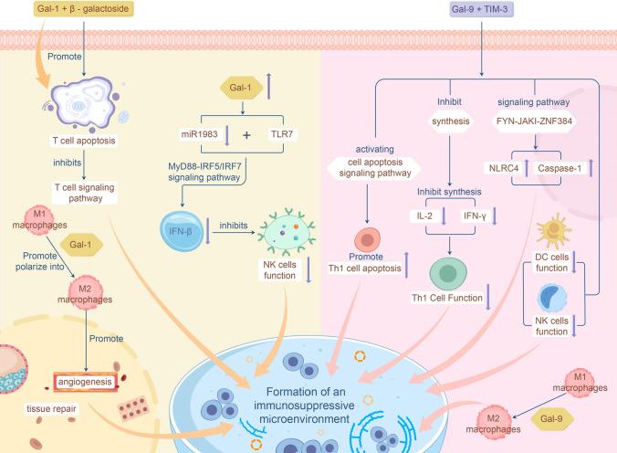 https://cdn.ncbi.nlm.nih.gov/pmc/blobs/a93b/12137859/0d8ecefedcce/12672_2025_2318_Fig4_HTML.jpg