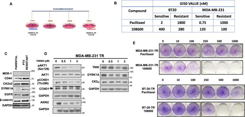 https://cdn.ncbi.nlm.nih.gov/pmc/blobs/a93c/8333338/f89c119bb59c/41467_2021_24878_Fig5_HTML.jpg