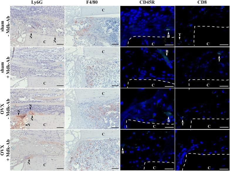 https://cdn.ncbi.nlm.nih.gov/pmc/blobs/a946/5501454/ae0e136a8cab/40001_2017_264_Fig4_HTML.jpg