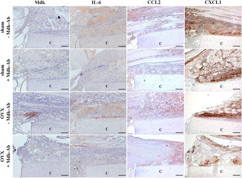 https://cdn.ncbi.nlm.nih.gov/pmc/blobs/a946/5501454/de6df609d0d7/40001_2017_264_Fig5_HTML.jpg