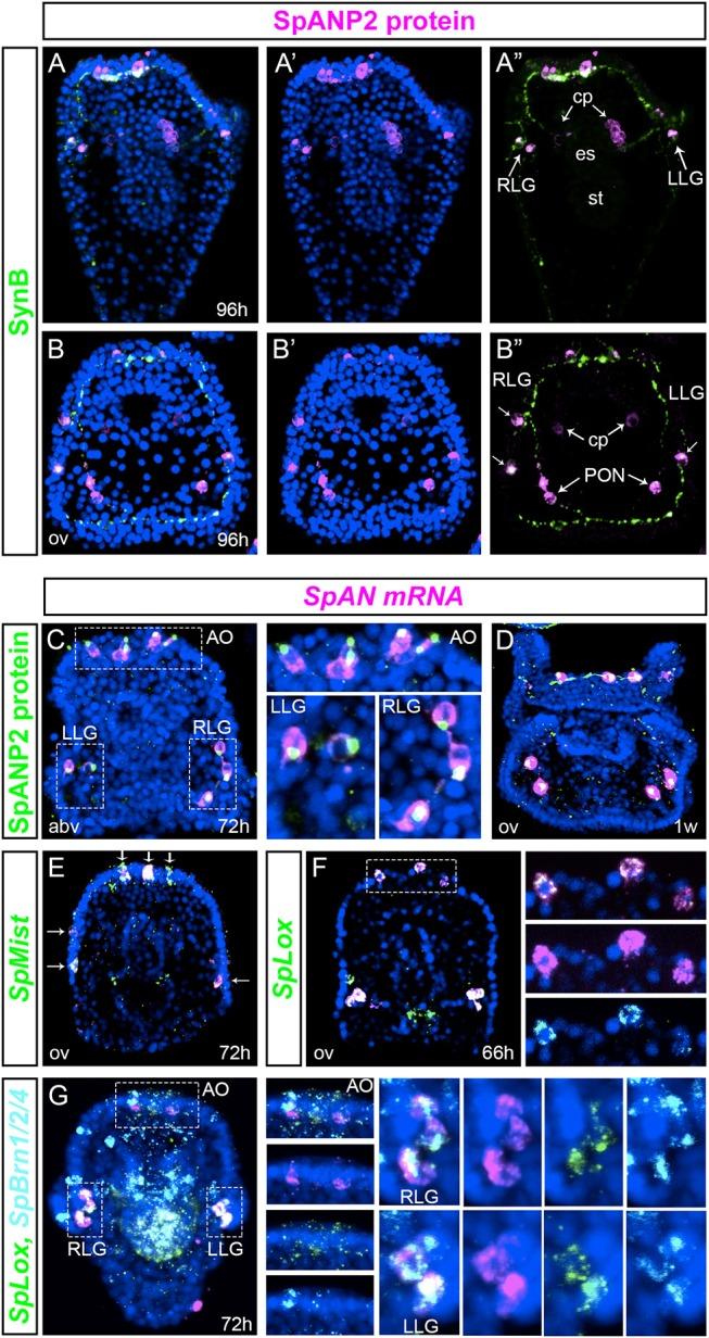 https://cdn.ncbi.nlm.nih.gov/pmc/blobs/a946/6224346/82d96f084d2e/fendo-09-00650-g0004.jpg