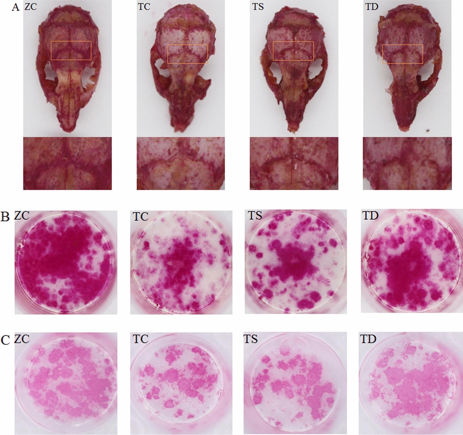 https://cdn.ncbi.nlm.nih.gov/pmc/blobs/a947/8542289/a706dbed4270/13098_2021_732_Fig4_HTML.jpg