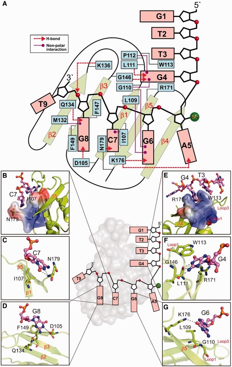 https://cdn.ncbi.nlm.nih.gov/pmc/blobs/a948/3985631/a399bf12eeb8/gkt1407f2p.jpg