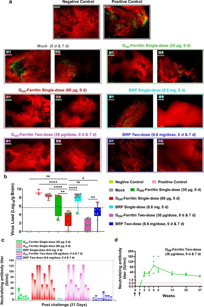 https://cdn.ncbi.nlm.nih.gov/pmc/blobs/a94d/11452399/9cae956caaca/41467_2024_52908_Fig7_HTML.jpg