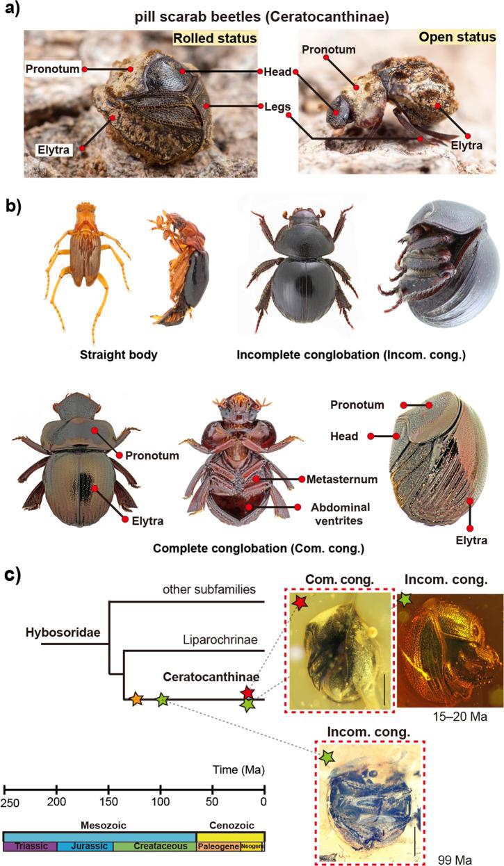 https://cdn.ncbi.nlm.nih.gov/pmc/blobs/a94d/9357020/93010ea1b5f8/42003_2022_3685_Fig1_HTML.jpg