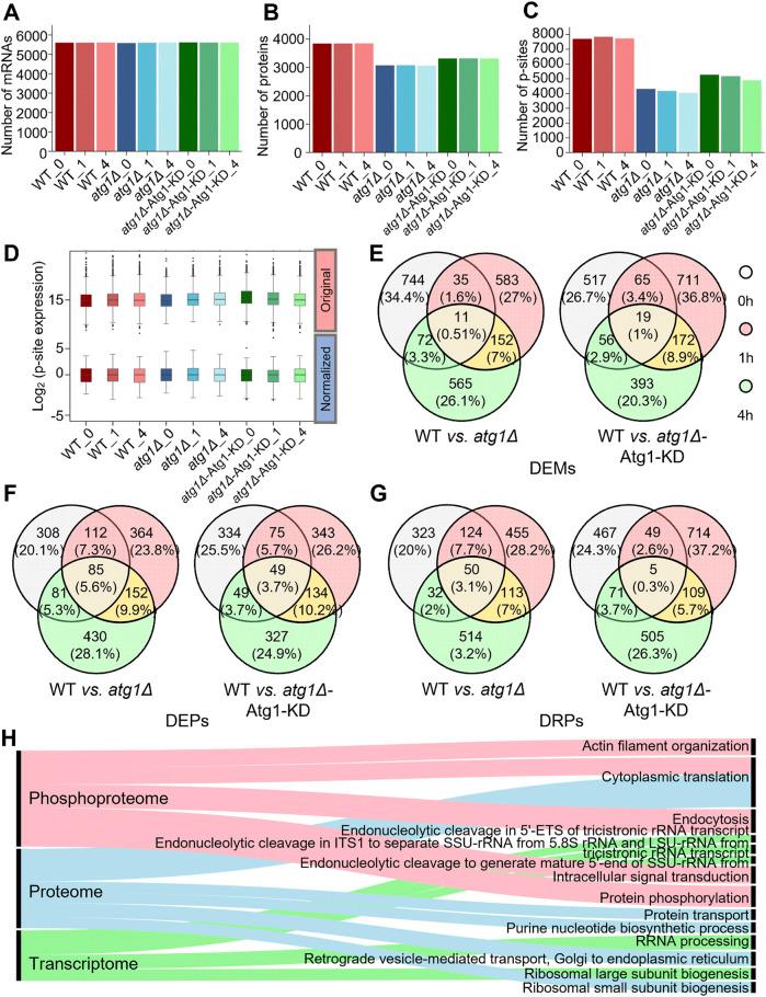 https://cdn.ncbi.nlm.nih.gov/pmc/blobs/a94e/12069372/05fc82c7ec6d/fcell-13-1554958-g002.jpg
