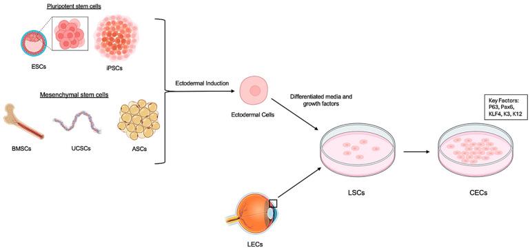 https://cdn.ncbi.nlm.nih.gov/pmc/blobs/a94f/12347428/3315f30f7050/ijms-26-07501-g002.jpg