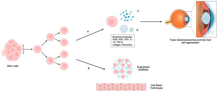 https://cdn.ncbi.nlm.nih.gov/pmc/blobs/a94f/12347428/ce4c456981f5/ijms-26-07501-g001.jpg