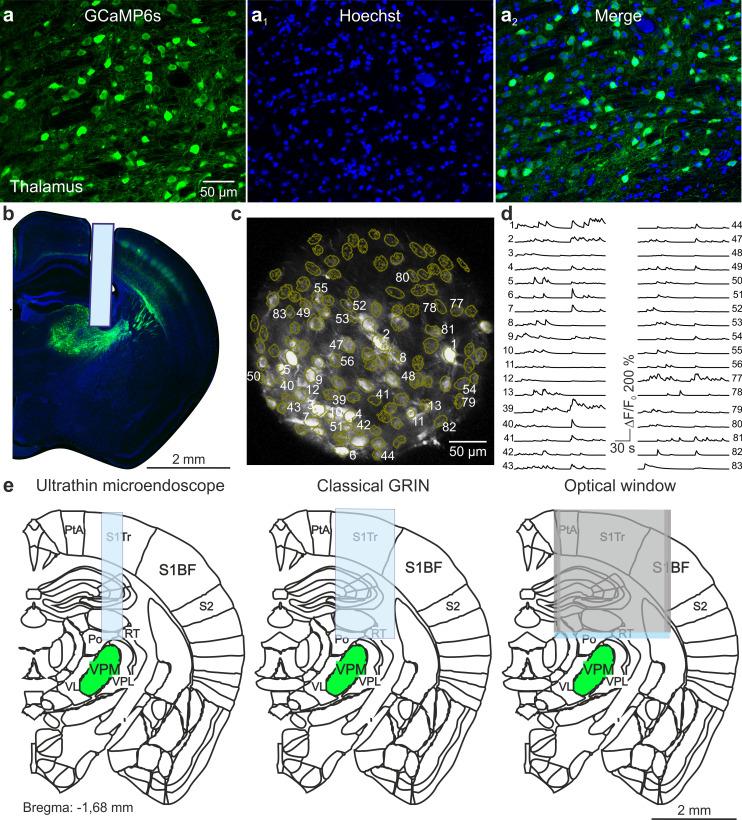 https://cdn.ncbi.nlm.nih.gov/pmc/blobs/a950/7685710/b9ddebe345b5/elife-58882-fig3-figsupp7.jpg