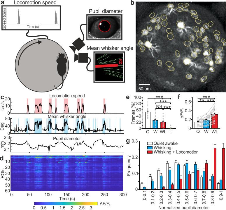 https://cdn.ncbi.nlm.nih.gov/pmc/blobs/a950/7685710/be1b5caf7aa3/elife-58882-fig6.jpg