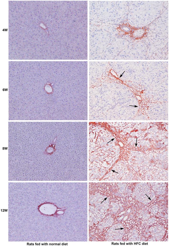 https://cdn.ncbi.nlm.nih.gov/pmc/blobs/a951/11187936/cd63c212544e/JCMM-28-e18491-g008.jpg