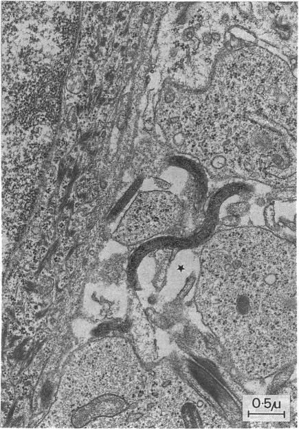 https://cdn.ncbi.nlm.nih.gov/pmc/blobs/a951/1194741/eab4eae2e260/genitmed00041-0049-a.jpg