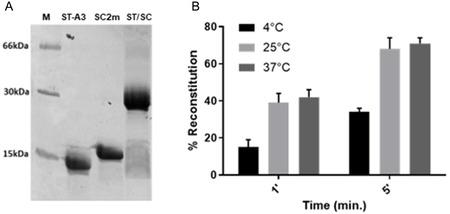 https://cdn.ncbi.nlm.nih.gov/pmc/blobs/a951/12278347/b556002a5a64/CBIC-26-e202500208-g005.jpg