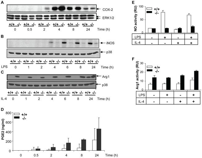 https://cdn.ncbi.nlm.nih.gov/pmc/blobs/a951/2978729/4c34964fa31b/ppat.1001192.g004.jpg