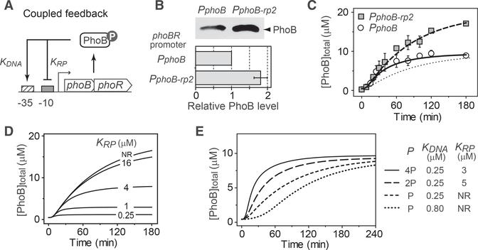 https://cdn.ncbi.nlm.nih.gov/pmc/blobs/a956/6194859/157f02c1cf29/nihms-1507859-f0006.jpg