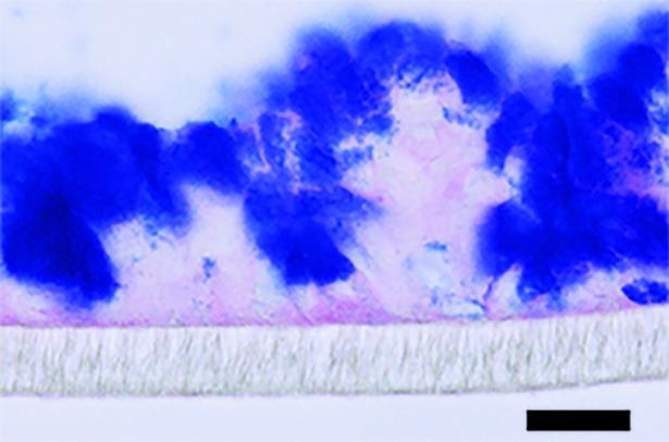 https://cdn.ncbi.nlm.nih.gov/pmc/blobs/a95e/6155558/c288862ea5f4/pone.0204567.g001.jpg