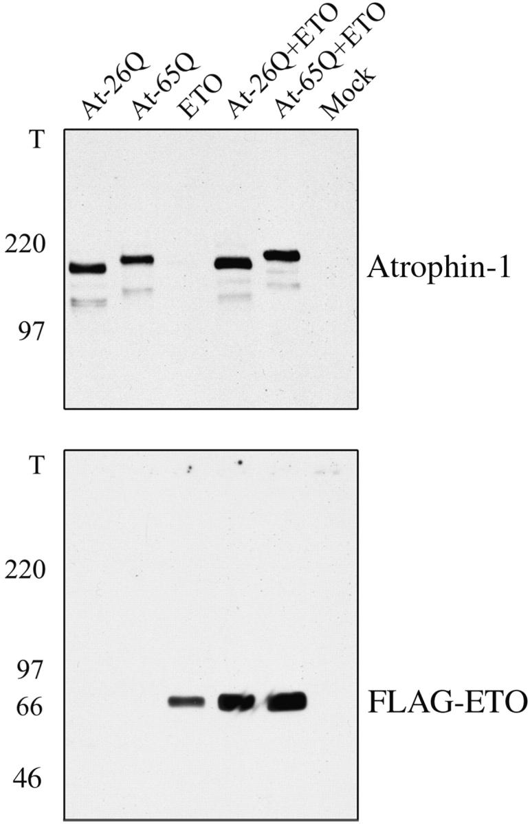 https://cdn.ncbi.nlm.nih.gov/pmc/blobs/a961/2175251/29515a71fa6b/JCB0005054.f5.jpg