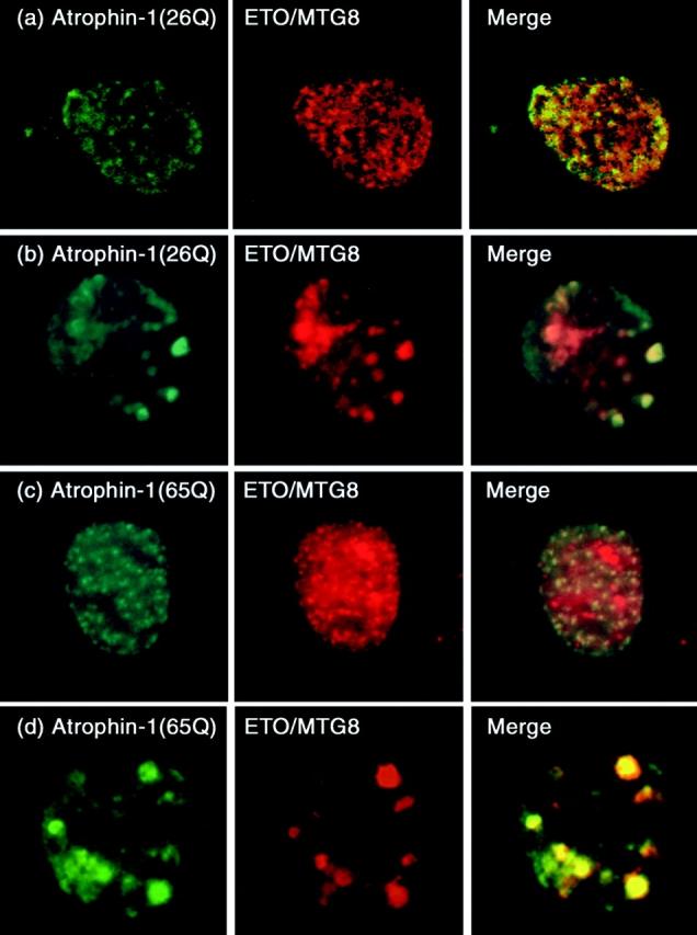 https://cdn.ncbi.nlm.nih.gov/pmc/blobs/a961/2175251/5da7d353f7a0/JCB0005054.f2.jpg