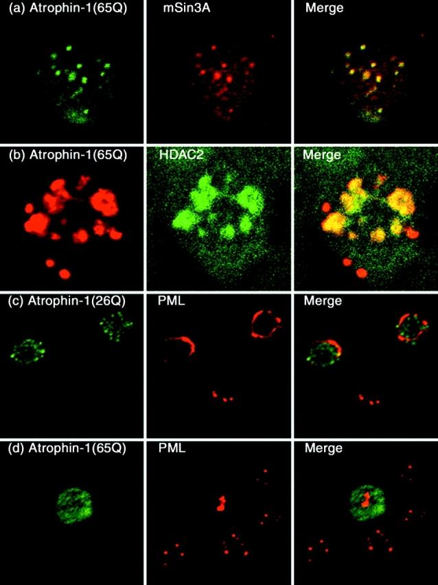 https://cdn.ncbi.nlm.nih.gov/pmc/blobs/a961/2175251/cfa1e27bd5c4/JCB0005054.f3.jpg