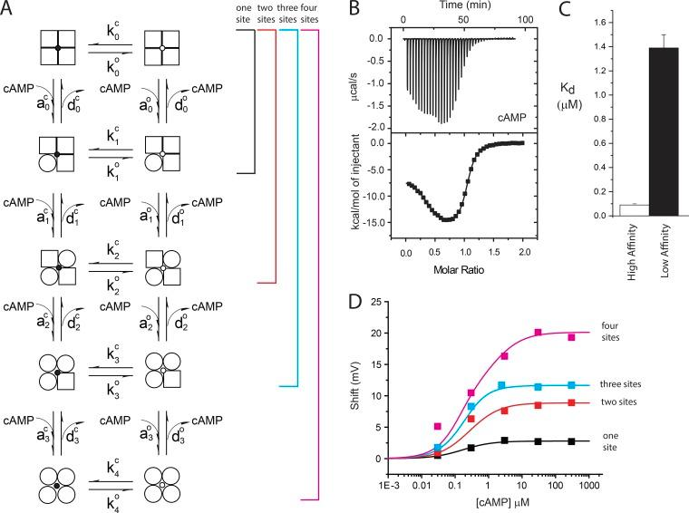 https://cdn.ncbi.nlm.nih.gov/pmc/blobs/a962/6785730/10d4d26f3fef/JGP_201812162_Fig1.jpg