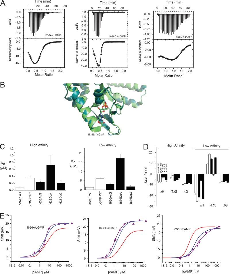 https://cdn.ncbi.nlm.nih.gov/pmc/blobs/a962/6785730/2e01ac144a7c/JGP_201812162_Fig6.jpg