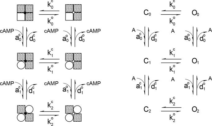 https://cdn.ncbi.nlm.nih.gov/pmc/blobs/a962/6785730/ec89093b3d87/JGP_201812162_Scheme2.jpg
